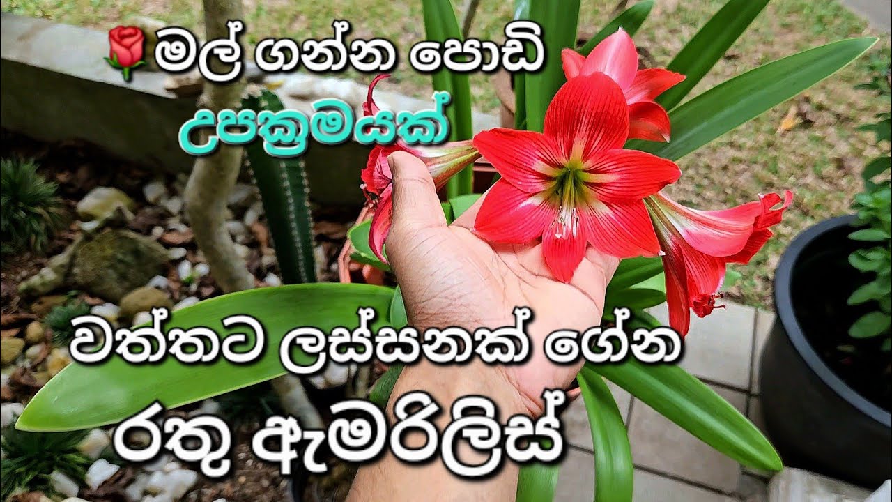 රතු ඇමරිලිස් මෙහෙම හදන්න / Red Amaryllis