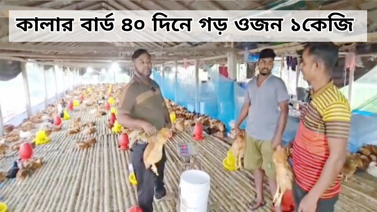 কালার বার্ড ৪০ দিনে গড় ওজন ১ কেজি