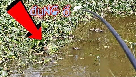 Câu cá thác lác làm chả chiên  ,ăn ngon hết sảy#câu cá hóc môn