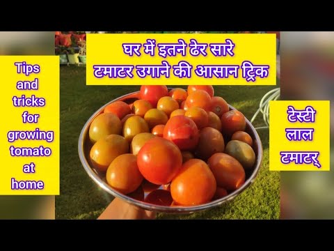 🍅🍅घर में इतने ढेर सारे सबसे ज्यादा स्वादिष्ट टमाटर उगाने की आसान ट्रिक|#tamoto#video#geetvibes11