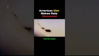 American Diet Makes Rats Demented