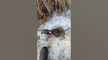 The 12th muskrat of the year #trapping #trapper #muskrat #beaver #wisconsinoutdoors