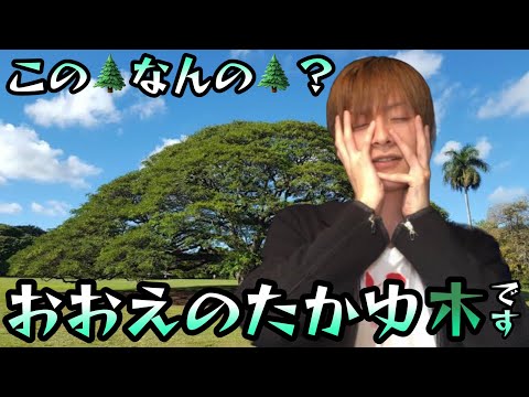 この木なんの木？おおえのたかゆ木です‼︎【おえちゃんmad】