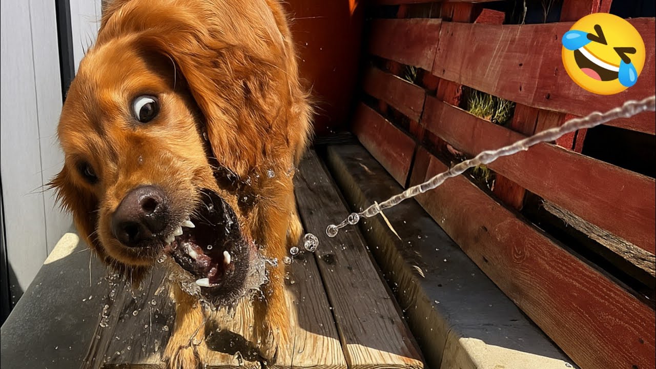 ⁣Funny videos of CATS🐱 and DOGS🐶 Best funny videos of ANIMALS 🤣2025