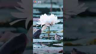 Jaydeep Sarkar