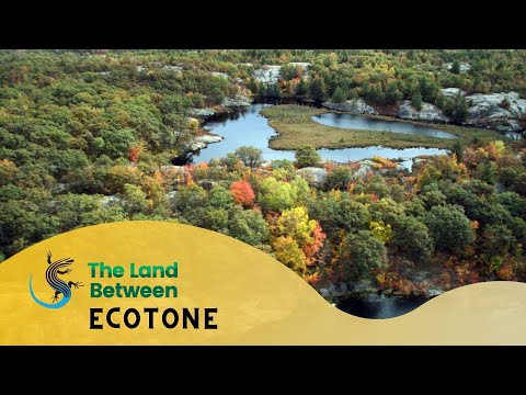 What’s An Ecotone? | The Land Between