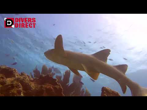 Divers Direct | Experiencing Underwater Life - video from Divers Direct