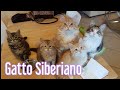Gatto Siberiano: Intervista con l'Allevatore - Consulente Felino