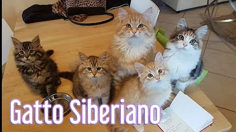 Quanto si guadagna con un allevamento di gatti?