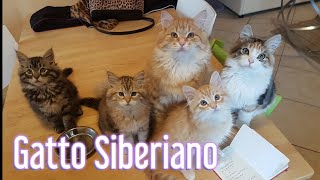 Gatto Siberiano: Intervista con l'Allevatore  Consulente Felino