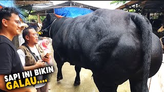 Download Lagu Sold 🔥 Sempat Galau Akhirnya Deal Sapi qurban Belgian Blue Super di Bintang Tani Madani Bogor MP3