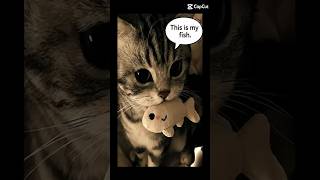 Talking cat 😺 (AI remix)