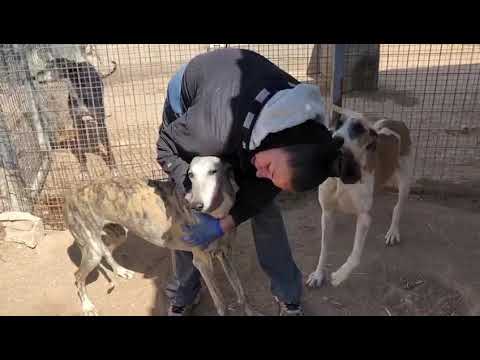 Belen Galga Und Alex Galgo Suchen Zuhause Tierschutzverein Www