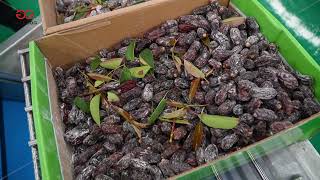 Dates Washing And Drying Processing Machine