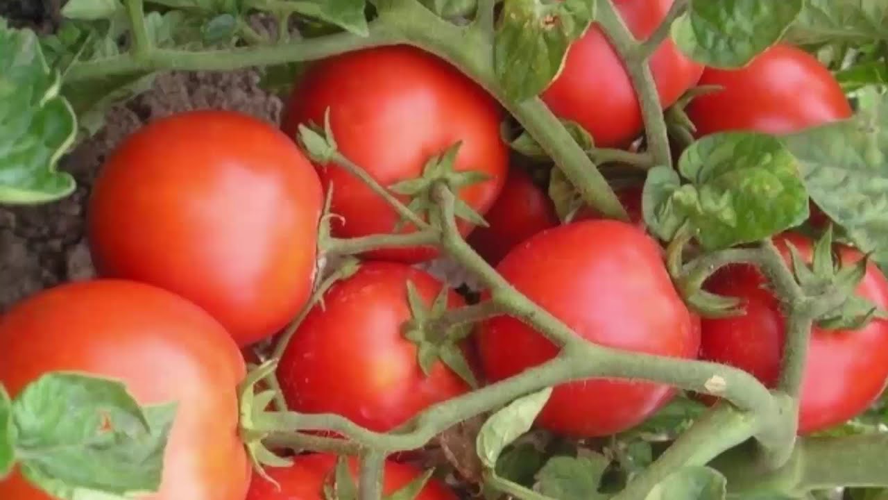 семена томатов черри низкорослых. детерминантный красная шапочка помидор. сибирские низкорослые сорта томатов. томат максимка. помидор сладкий низкорослый.