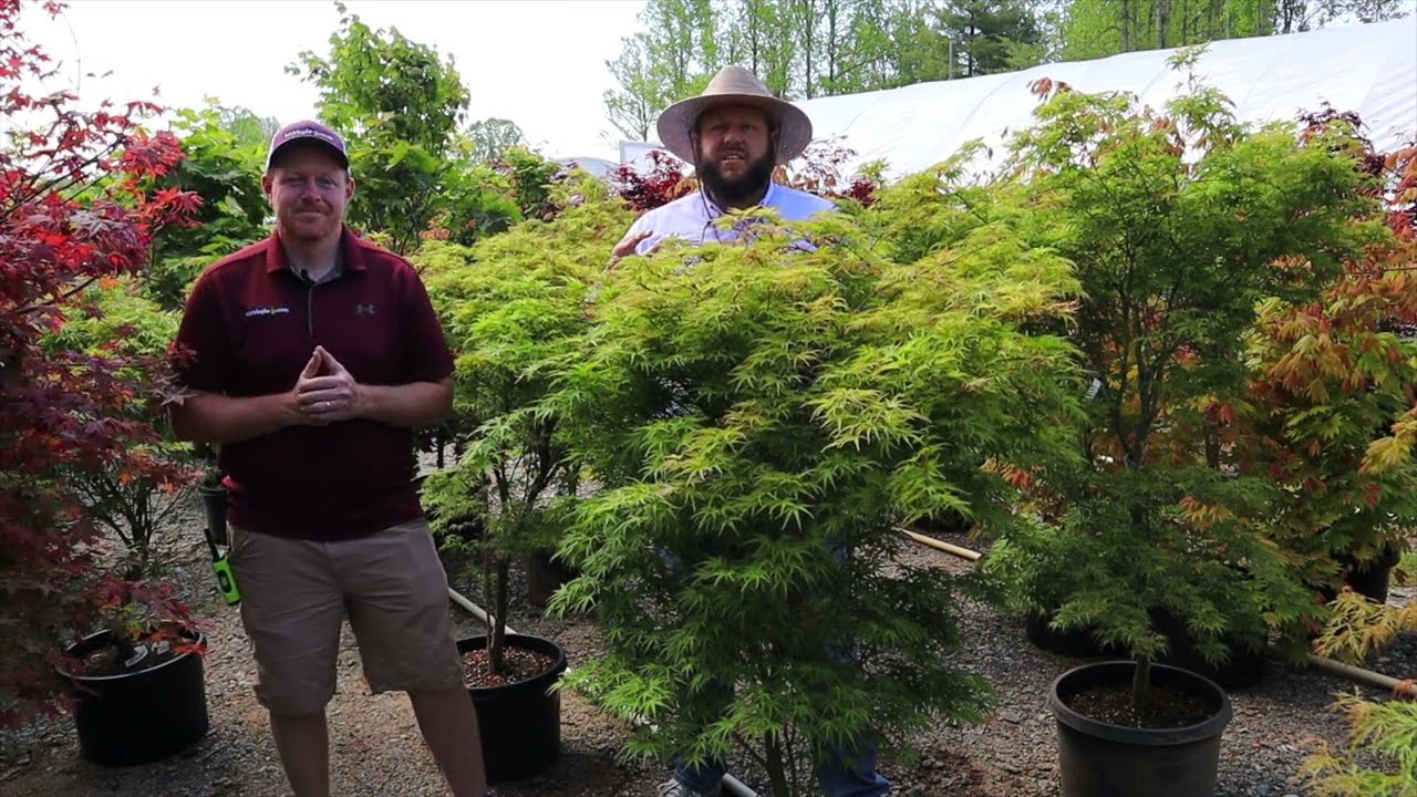 Empower your garden with the majestic Acer palmatum 'Kamagata' Japanese Maple
