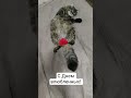 #кот #котик #котики #мем #прикол #ржака #любовь #отношения #cat #memes #love #funny  #смех #праздник