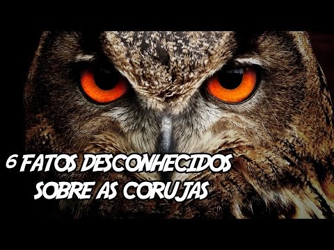 Vídeo: Como Uma Coruja Difere De Uma Coruja