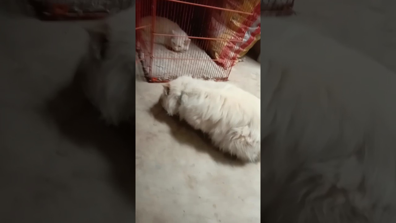 2 Persian Cats 🐈😺 Angry 😡 