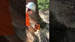Felling Monster Big Black Cherry Tree with Husqvarna 372 XP + Madsen Wedges | Forksville PA