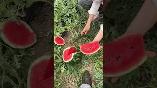 karpuzun güzelliği maşallah 🍉 #watermelon #karpuz #tarla #saturday #keşfetedüş #beniöneçıkart #viral