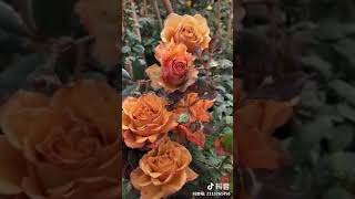 Pine Dream Rose ドリームパインローズ 松之梦月季 Cut Roses Luxury Cut Roses Premium Cut Roses Garden Roses