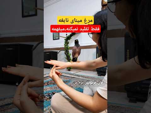 حرف گوش کردن مرغ مینای باهوش مینا پرنده باهوش نابغه فارسی خاص    
