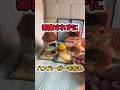 【ヒトvsトカゲ】邪魔されたら即終了⁉︎ハンバーガーを作れ。