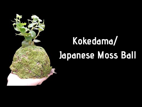 KOKEDAMA | JAPANESE MOSS BALL | GARDENING PROJECT| TIPS ON MAKING KOKEDAMA MOSS BALLS