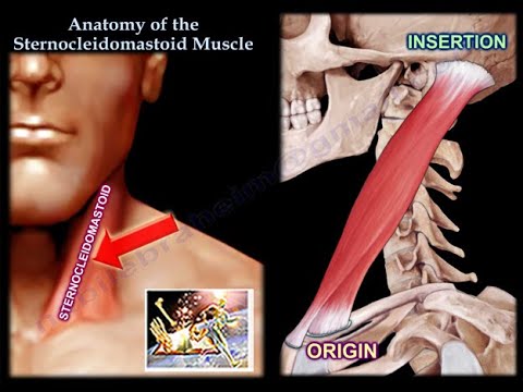 Sternocleidomastoid Muscle کی اناٹومی - ہر وہ چیز جو آپ کو جاننے کی ضرورت ہے - ڈاکٹر نبیل ابراہیم