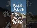 ネコさんの華麗な乗馬 #shorts