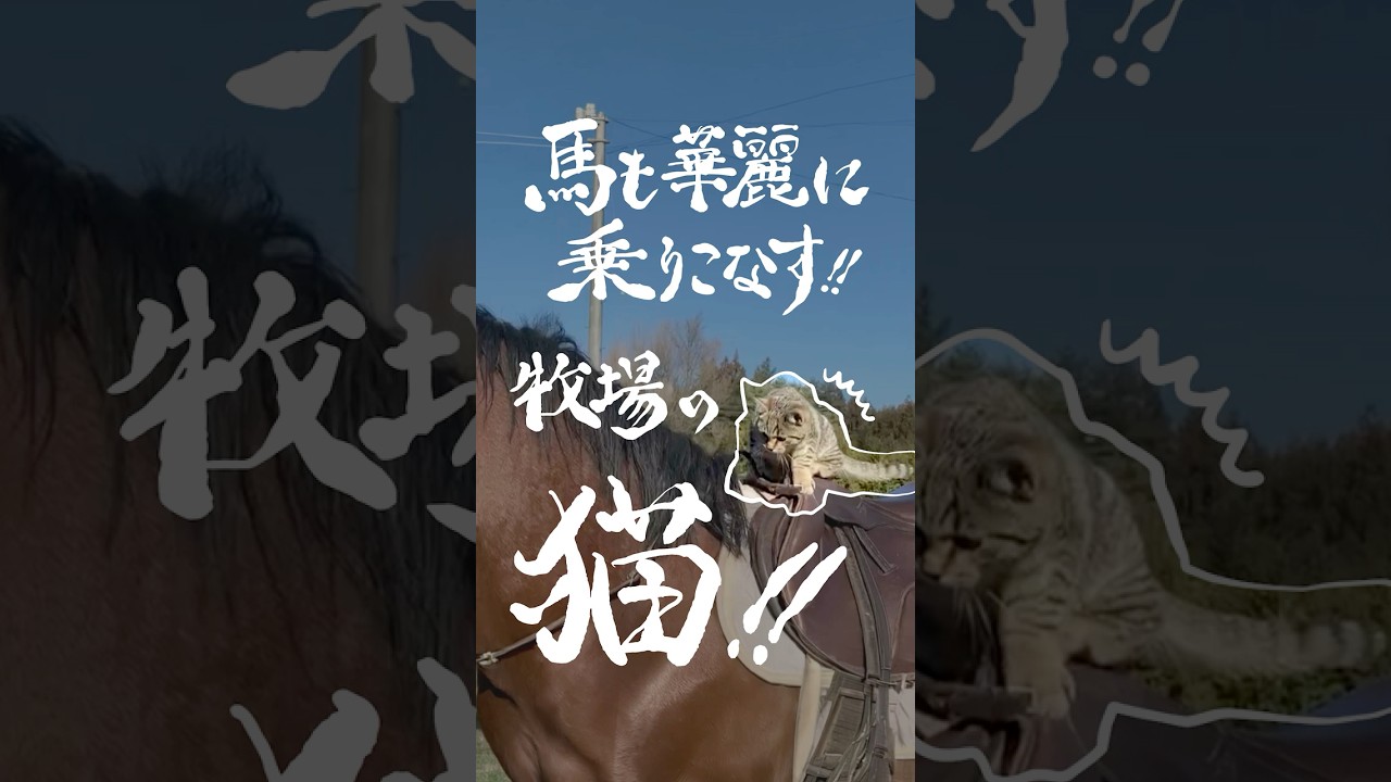 ネコさんの華麗な乗馬 #shorts