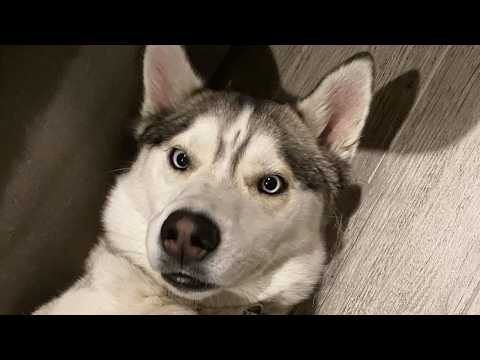 This Talking Husky Thinks He’s a Human… And Runs Our House