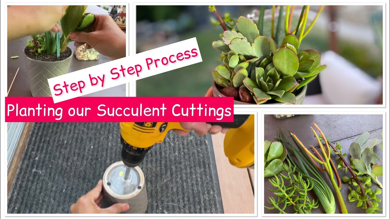 Step by Step Process: Planting Succulents from CUTTINGS - YouTube