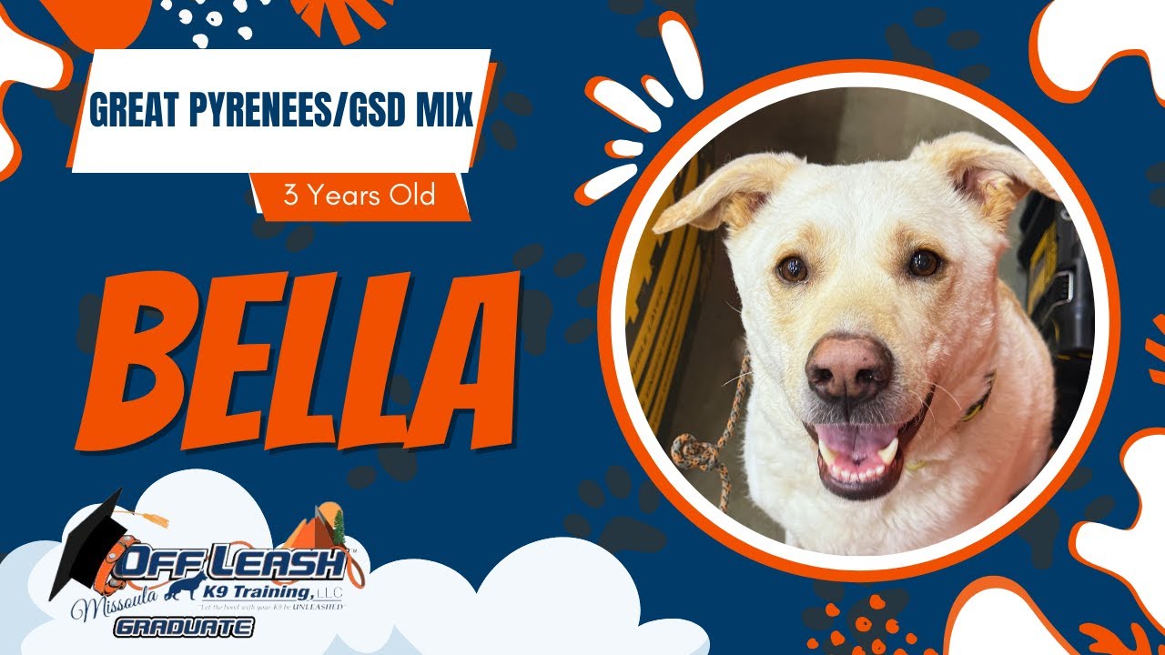 Bella - 3 Yr Old Great Pyrenees mix | Best of Missoula Dog Trainers | Off Leash K9 Training Missoula