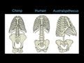 CARTA: The Upright Ape: Bipedalism and Human Origins -Footprints Body Form and Locomotion