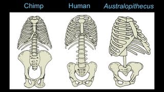 CARTA: The Upright Ape: Bipedalism and Human Origins -Footprints Body Form and Locomotion