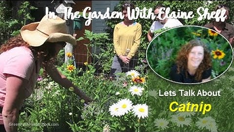 Green Path Herb School - Elaine Sheff Catnip in the Herb Garden