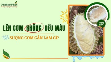 Lên Cơm Không Đều Màu - Sượng Cơm Cần Làm Gì? | An Thịnh Phát