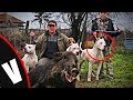 Los perros "PAMPA" Una cruza de Dogo argentino y PITBULL (Veneno Dogs)