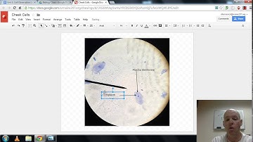 Labeling and Inserting images into Google doc