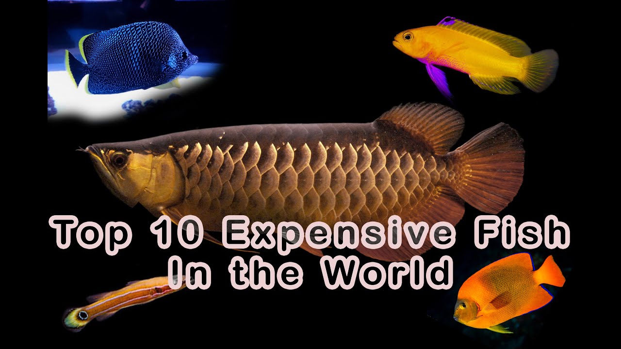 Most Top 10 Expensive Fish In the World #explore #expensive #fish - YouTube
