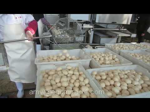 semi auto egg peeling line to remove the shell of boiled eggs