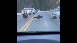 Turkey Halts Traffic on New Hampshire Road So Others Can Cross