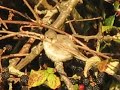 Eastern Olivaceous Warbler At Farlington Marsh 17 09 2019 Eastern Olivaceous Warbler At Farlington Marsh 17 09 2019
