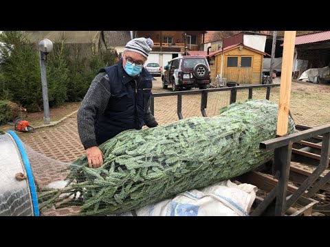 Vidéo: Sapins De Noël à La Maison