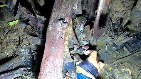 Ba Khía Gì Mà Quá Trời Vậy Ta Ơi /Đạt Nguyễn Cần Giờ