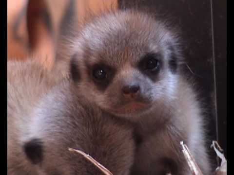 days out in. yorkshire ComparetheMerrkatBabies Yorkshire Wildlife Park Webcam 1