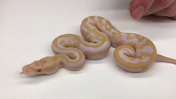2018 Ball Pythons #22  Toffino Leopard Mojaves and more!