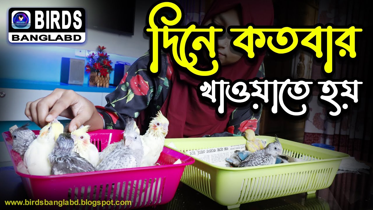 ককাটেল পাখির বাচ্চাদের দিনে কতবার খাওয়াতে হয় | Birds Bangla Bd